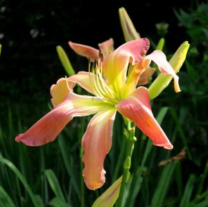 Webster's Pink Wonder